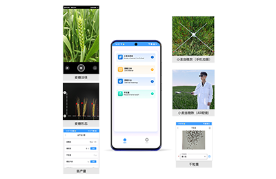 沙田区小麦亩穗数分析仪IN-XM02